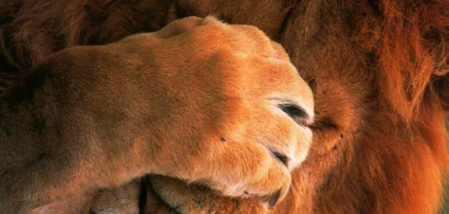 كلام عن الخجل صورة مقال كلام عن الخجل