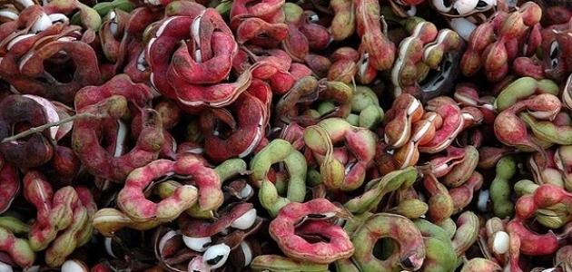 فوائد اللوز الهندي صورة مقال فوائد اللوز الهندي