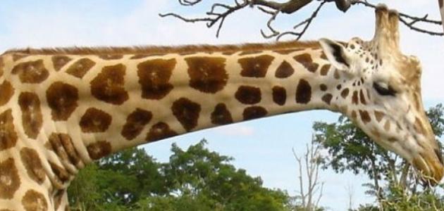 كم يبلغ طول عنق الزرافة صورة مقال كم يبلغ طول عنق الزرافة