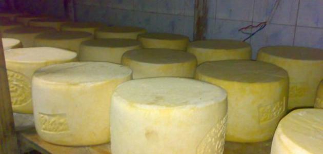 صنع الجبن في المنزل صورة مقال صنع الجبن في المنزل