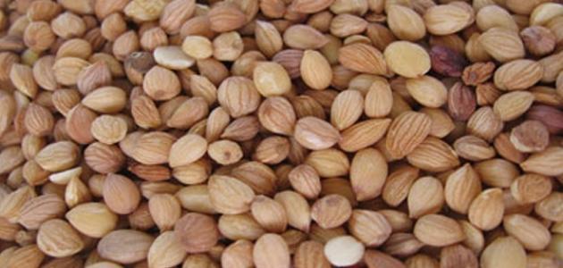 فوائد المحلب للنفاس صورة مقال فوائد المحلب للنفاس