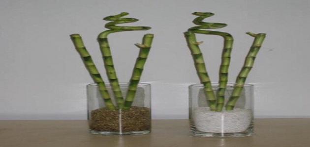 نبات عصا موسى وطريقة تكاثره صورة مقال نبات عصا موسى وطريقة تكاثره