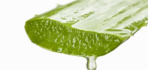 فوائد جل الصبار صورة مقال فوائد جل الصبار